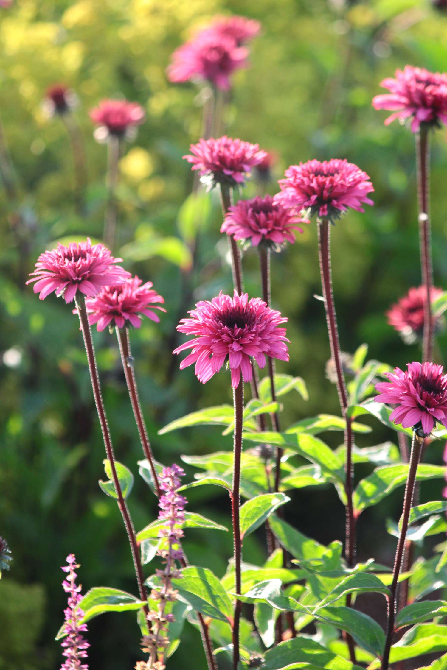 Punahattu Echinacea 'Blackberry Truffle'